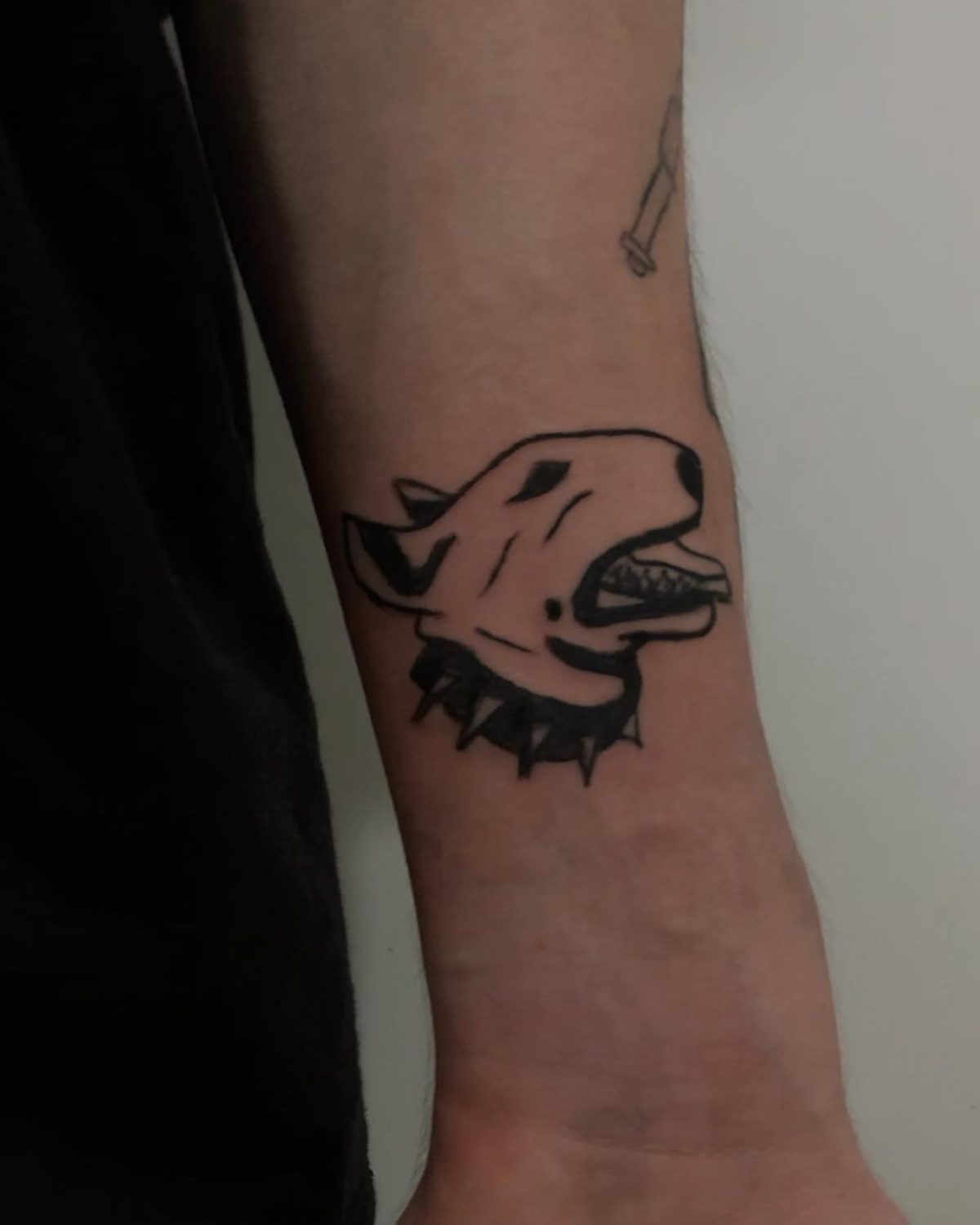 Cachorro, antebraço, ignorant